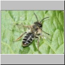 Andrena flavipes - Sandbiene 01 - OS-Hasbergen-Lehmhuegel det.jpg